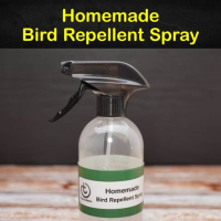 Keeping Birds Away - 3 Homemade Bird Repellent Spray Recipes image