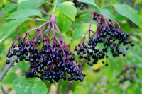 Elderberry Wine Recipe - A King Among Fruit Wines image