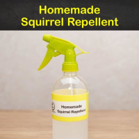 Homemade Squirrel Repellent - Tips Bulletin image