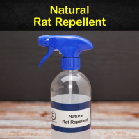 Keeping Rats Away - 7 Natural Rat Repellent Tips and Recipes image