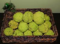 Osage Oranges | Just A Pinch Recipes image