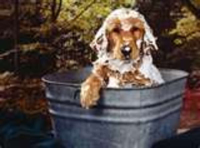 easy tea tree shampoo for dogs/goats | Just A Pinch Reci… image