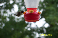 Hummingbird Nectar Recipe - Food.com image