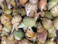 Whelks - Catch It and Cook It - Grandads Cookbook image