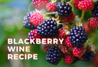 Blackberry Wine Recipe - Juicy, Full Bodied Red image