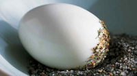 HOW TO REMOVE THE SHELL FROM A HARD BOILED EGG RECIPES