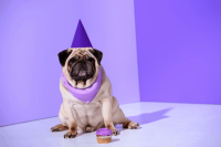 DOG FROSTING FOR CAKE RECIPES