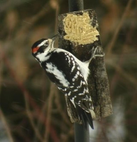 HOW TO MAKE SIMPLE BIRD FEEDERS RECIPES