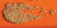 Pickled Mustard Seeds Recipe | Epicurious image